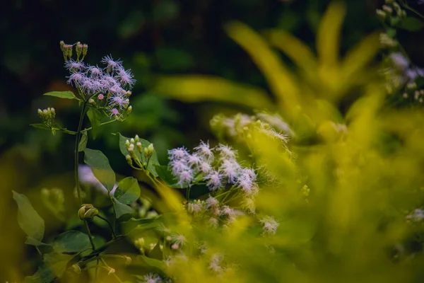 Beautiful Christmas Bush Chromolaena Odorata Flowers Branch Garden — стокове фото