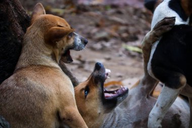 Köpekler kapışır. Köpek çocuklar oynuyor..