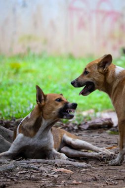 Kavga eden iki kızgın köpeği kapatın. Köpek çocuklar oynuyor..
