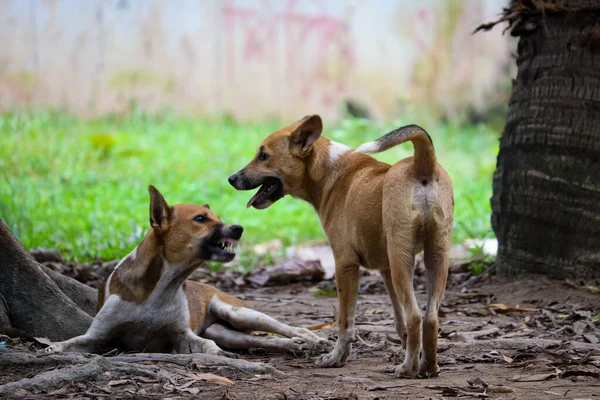 İki kızgın köpek kavga ediyor. Köpek çocuklar oynuyor..
