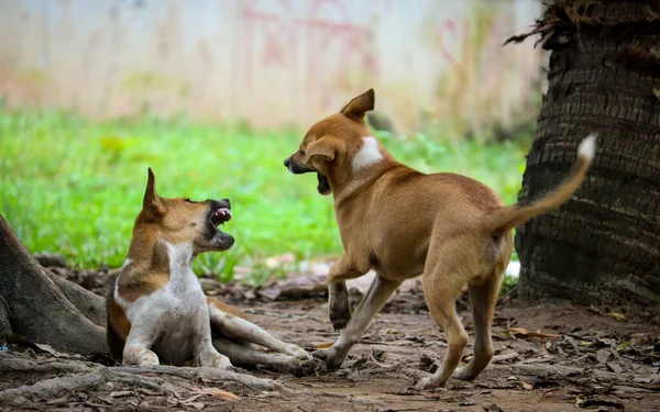 二匹の犬が喧嘩している 犬の子供たちが遊んでいる ロイヤリティフリーのストック画像