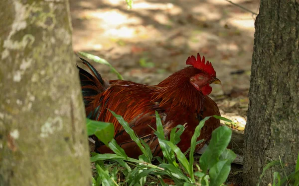 緑の芝生の地面に休んでいる美しい赤い鶏 コック — ストック写真
