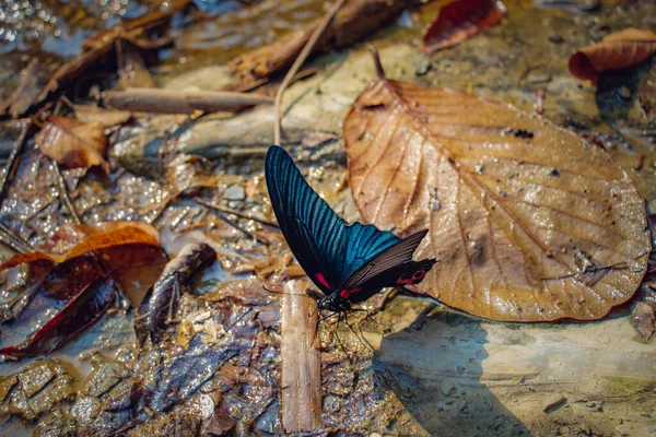 Stor Mormon Papilio Memnon Fjäril Utfodring Vatten Nära Ett Vattenfall — Stockfoto