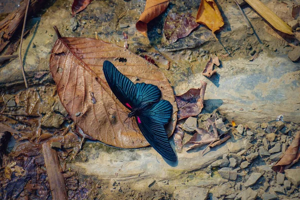 Stor Great Mormon Papilio Memnon Blå Fjäril Nära Ett Vattenfall — Stockfoto