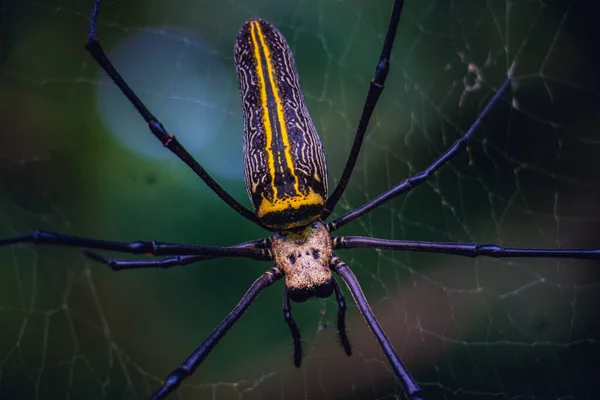 在网络上接近一只巨大的金球蜘蛛 Nephila Pilipes — 图库照片