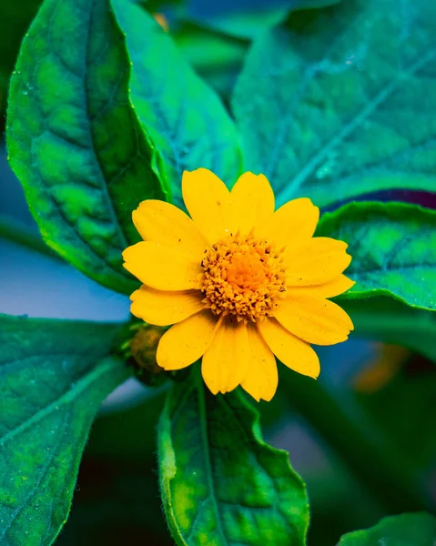 Beau Portrait Marguerite Beurre Melampodium Paludosum Fleur — Photo