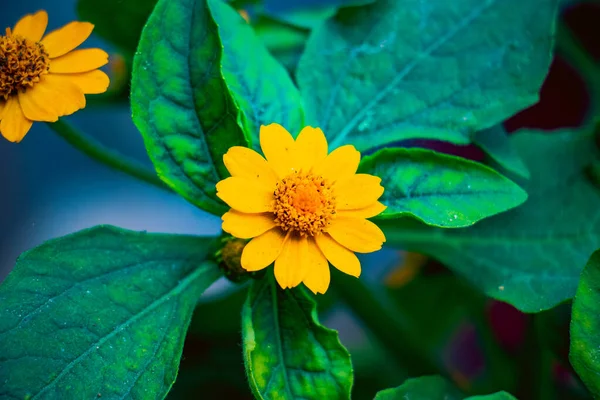 Beautiful Portrait Butter Daisy Melampodium Paludosum Flower — Stock Photo, Image