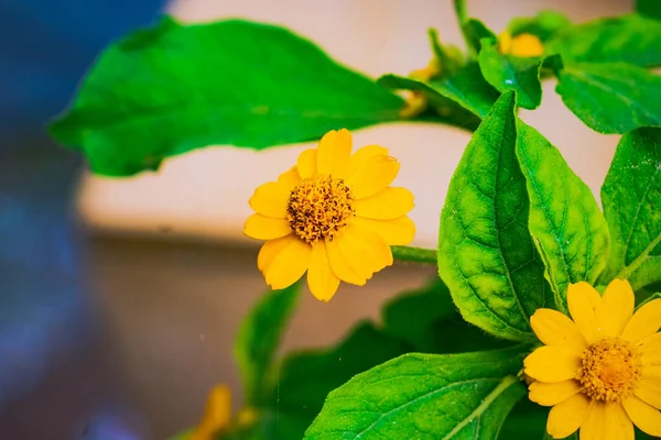 Ağaçta Tereyağı Papatyası (Melampodium Paludosum) çiçeği manzarası