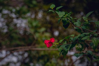Kızıl Hawaii Hibiscus çiçeğinin kışın ağaçta asılı olduğu güzel bir manzara..