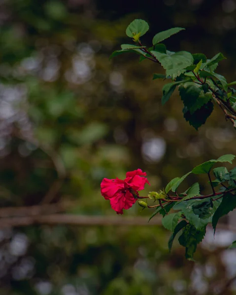 Прекрасний Краєвид Червоної Квітки Гавайського Гібіска — стокове фото