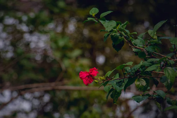 Дереві Взимку Звисає Чарівний Краєвид Червоної Квітки Гібіска — стокове фото