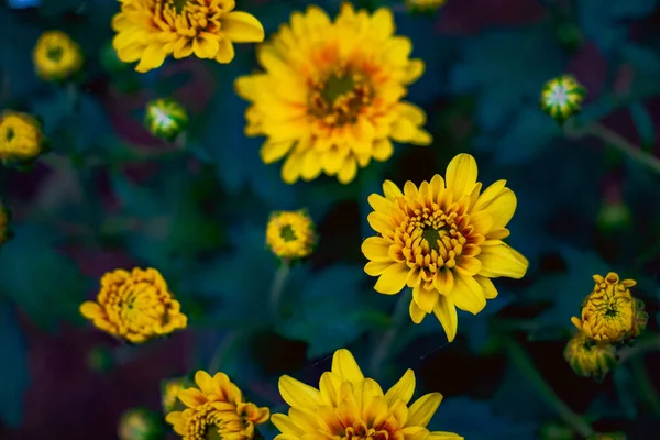 Krásná Krajina Trvalého Slunečnice Helianthus Multiflorus Zimě — Stock fotografie