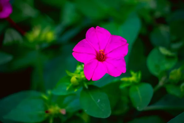 Mirabilis Jalapa Çiçeğinin Güzel Bir Manzarası — Stok fotoğraf