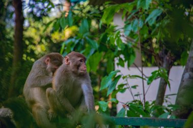 Bir safari parkında çocuklarının cesetlerini temizleyen bir maymun manzarası..