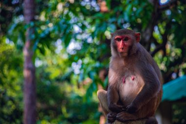 Kameraya bakan bir maymunun güzel manzarası.
