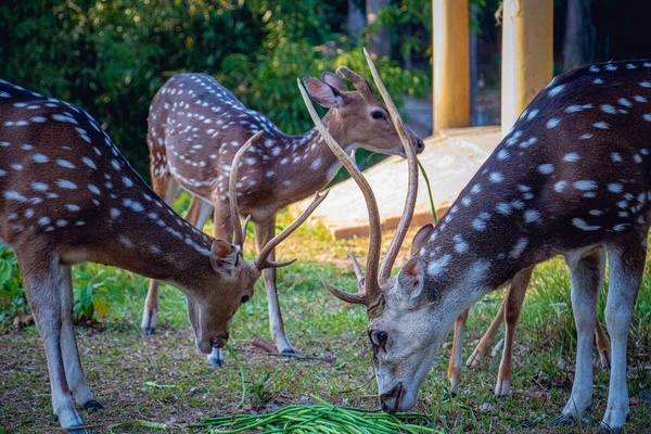 点滴鹿或轴鹿在孟加拉国狩猎公园的近照 — 图库照片