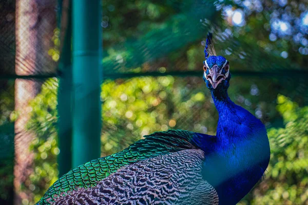 Krásný Detailní Záběr Peacocka Hledícího Kamery Safari Parku — Stock fotografie