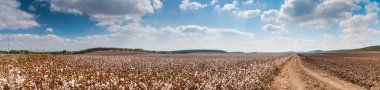 Cotton field clipart