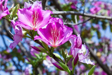 Manolya ağaçları bahar çiçekli
