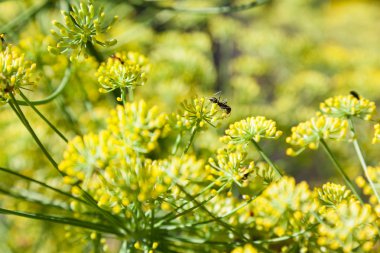 Karıncalar dereotu çiçek üzerinde