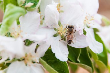 apple'nın bahar çiçek arıya
