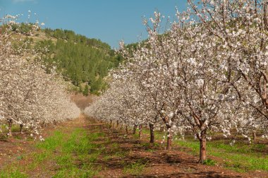 Bahçede çiçekli bahar