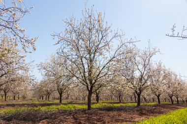 Güzel bahar çiçekli Bahçe