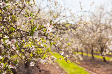 bahar çiçekleri güzel badem ağacı