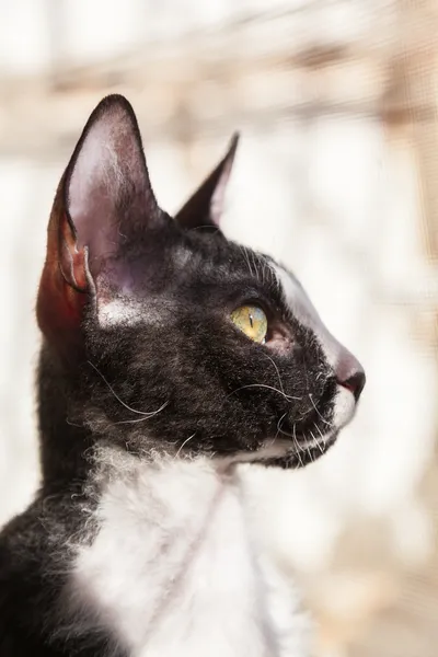 Cornish Rex Cat Looking through the window — Stock Photo, Image