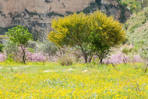 春の山地区 — ストック写真