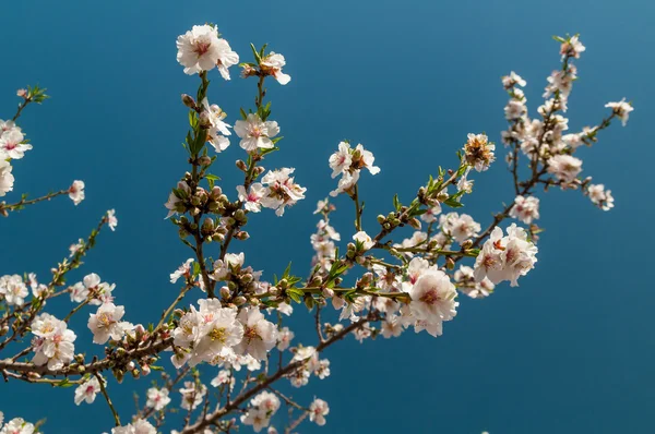 Beautiful almond tree flowers in the spring — Stock Photo, Image