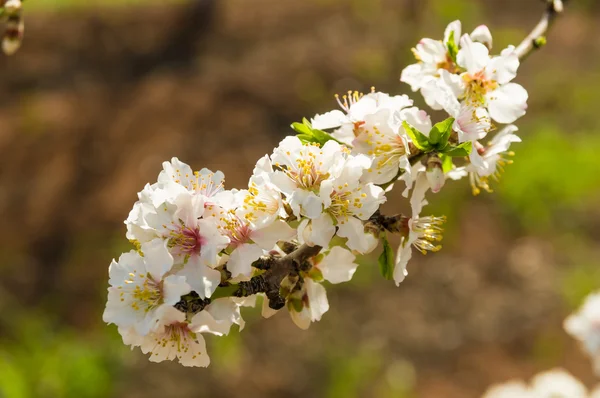 Прекрасные миндальные цветы весной — стоковое фото