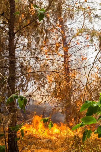 Quema forestal — Foto de Stock