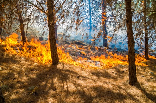 불타는 숲 — 스톡 사진