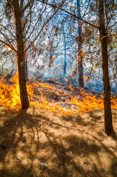 Brûlage des forêts — Photo