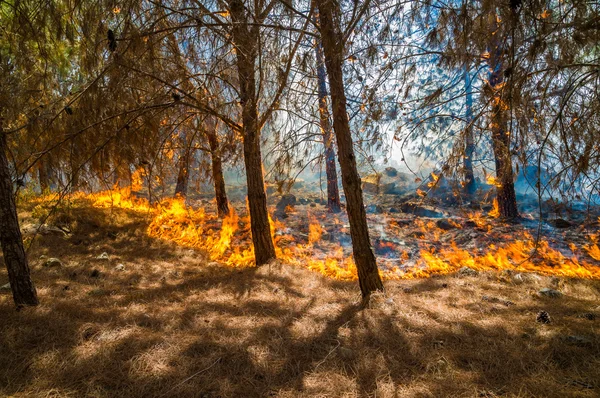 Quema forestal — Foto de Stock