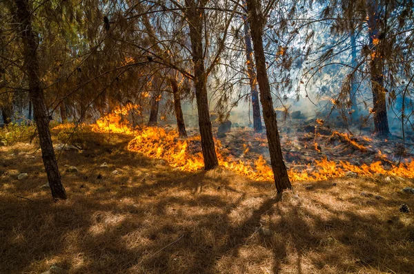 Δάσος καύση — Φωτογραφία Αρχείου