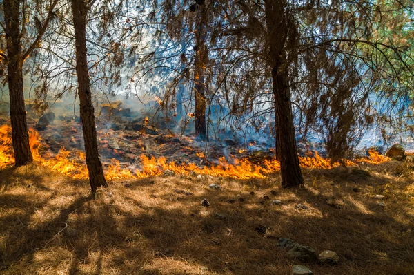燃焼の森 — ストック写真