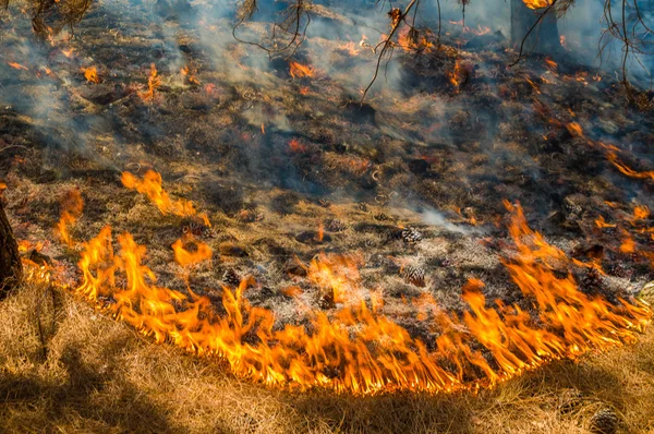 Quema forestal — Foto de Stock