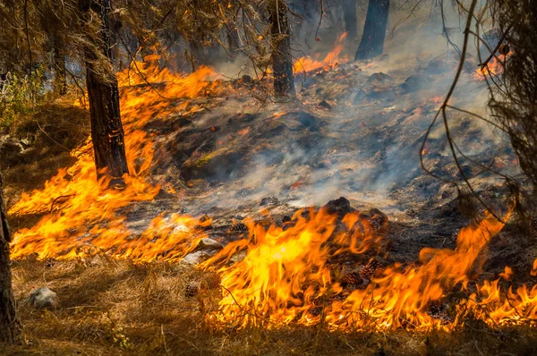 Forest Burning — Stock Photo, Image