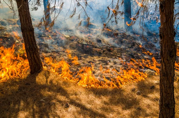 燃烧的森林 — 图库照片