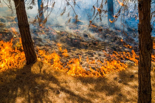 Δάσος καύση — Φωτογραφία Αρχείου