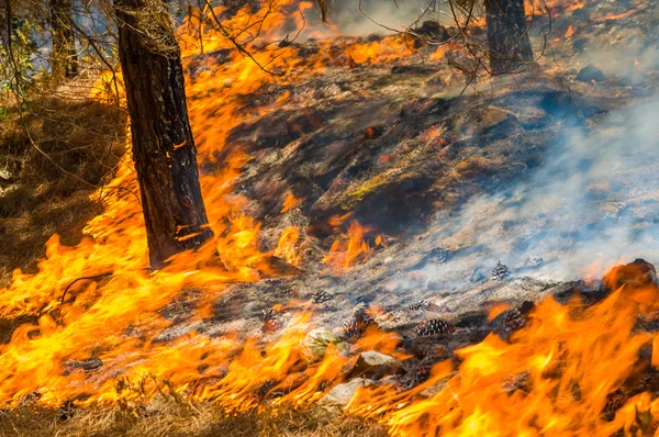 Bruciatura delle foreste — Foto Stock