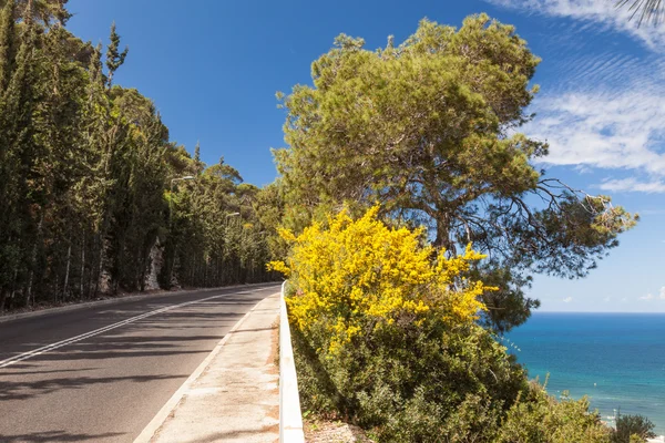 Panoramik dağ yolu ağaçları ile