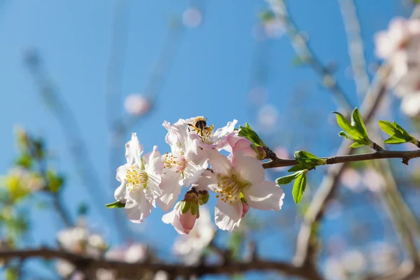 Beautiful almond tree flowers in  spring — Stock Photo, Image