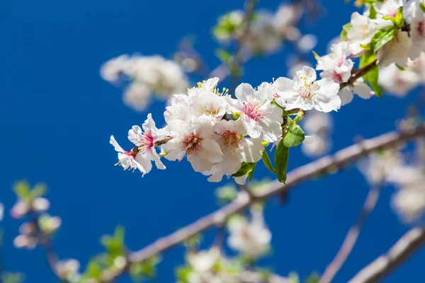 Beautiful almond tree flowers in  spring — Stock Photo, Image