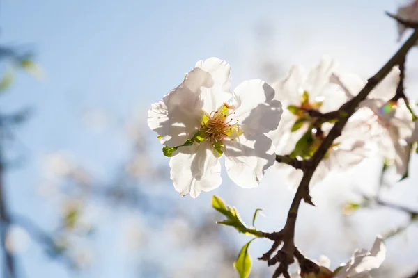Красивые миндальные цветы весной — стоковое фото