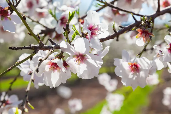 Beautiful almond tree flowers in  spring — Stock Photo, Image