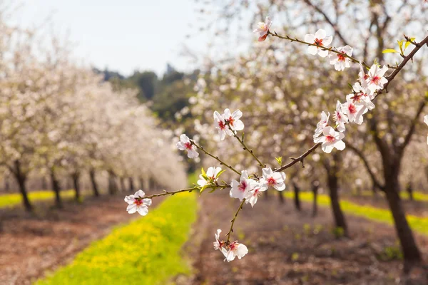 Belles fleurs d'amandier au printemps — Photo