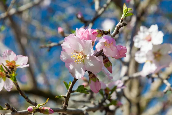 Beautiful almond tree flowers in the spring — Stock Photo, Image